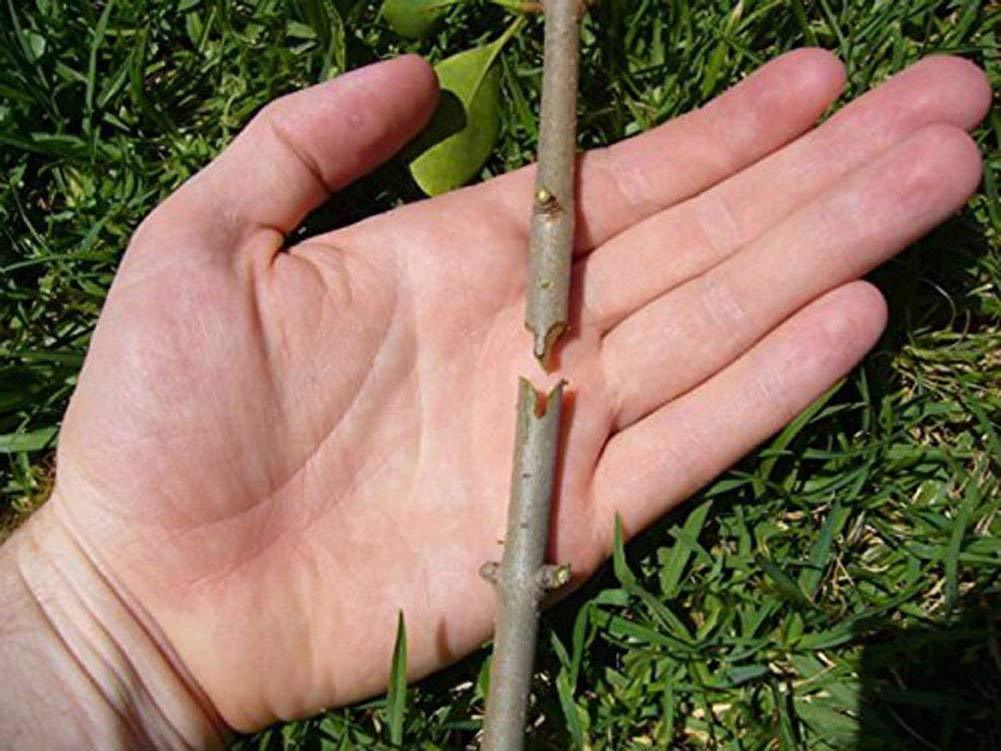 PersonalGarden  - Garden Grafting Tool